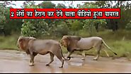 Gir Forest | सड़क पर कार के साथ चलते दिखाई दिए 2 शेर, हैरान कर देने वाला Video |