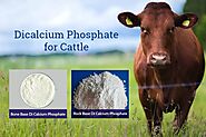 Dicalcium Phosphate for Cattle - A Perfect Supplement to Stimulate Your Cattle Growth