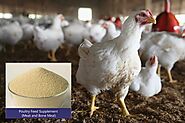 Poultry Feed Supplement (Meat and Bone Meal) for Broiler Performance | Shivam Chemicals Blog