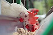 Benefits of Poultry Feed Supplements | Shivam Chemicals Blog