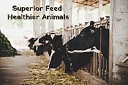 Superior Feed Healthier Animals | Shivam Chemicals Blog