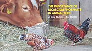 The Benefits of Dicalcium Phosphate for Cattle Nutrition Explained.