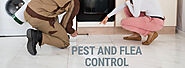 Pest Control Services in Brisbane | Pest Control Brisbane