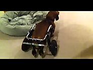Dachshund Dog Wheelchair, Donner gets his new wheels!