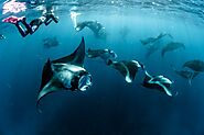 Swimming with Manta Rays