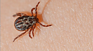TICK-BORNE virus is spreading in few provinces of China - Times of News 24x7