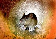 Rodents Removal in Cleveland Heights