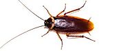Cockroach Extermination in Cleveland Heights
