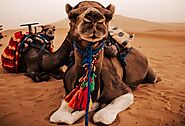 Overnight Camel Trekking Merzouga | Morocco Camel Tours