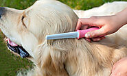 A Beginner’s Guide to Grooming the Dog