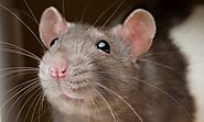 How to Get Rid of Rats in the House?