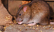 How to Get Rid Of Rodents At Home? – MDXConcepts