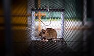 How To Keep Mice Out of Your House?