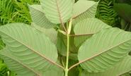 Red Vein Borneo Kratom Capsule Reviews and Effects