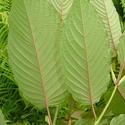 Riau Kratom Reviews and Comparison of Red vs. Green Vein Effects