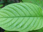 Red, White and Green Vein Borneo Kratom Review