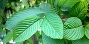 Is Kratom Dangerous? Health and Safety Risks Associated with Use