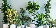 Indoor Planters Meblourne | Foliage Indoor Plant Hire