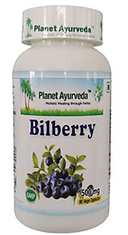 BILBERRIES AND THEIR OUTSTANDING BENEFITS FOR HUMAN BODY