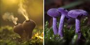 The Mystical World Of Mushrooms Captured In Photos