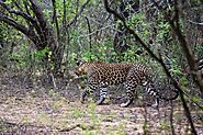 Sri Lankan Leopard yala