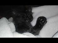 Black Kitten sleeping ❤ How sweet he looks