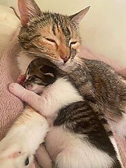 Cute Kittens cat mom huging her baby kitten