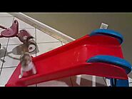 Kittens Sliding 😹😹 Kittens Having Lot Of Fun On A Slide 🙀 Funny Cats