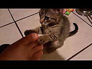 Kitten, What Are You Doing? No 😹 Please Ahahahahaha