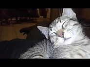 Drowsy Kitten 😹 Watch Drowsy Kiwi The Kitten 😹 Funny Video 😹 Cute Kittens