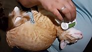 Giving Massage To Mango The Cat 🧡 Mango Loves Massage 😻😻 Cute Kittens