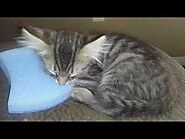 Watch Kitten Pillow (Kitchen Sponge 🙀) And His Ears 😻 Adorable Kitten