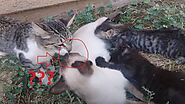 Rosie The Cat Cat Wirh 2 Of Her 5 Kittens ❤ ❤ Mushi And Kiwi ❤Big Kitten Is Her Adoptive Kitten