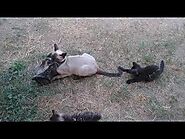 Rosie The Cat Mom Playing With Kittens 😻😹😹