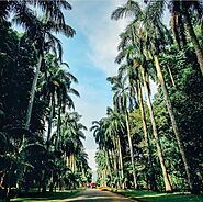 Explore Royal Botanic Gardens
