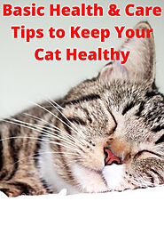 Basic Health & Care Tips to Keep Your Cat Healthy - Drmartycats