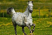 10 Wild Facts About Knabstrupper Horses - 5Factum