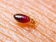 Bed Bug Extermination in Fairfax VA