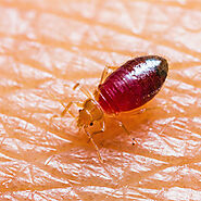 Bed Bug Removals in Fairfax VA