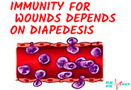 Immunity for wounds depends on Diapedesis - Real Rise Health