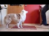 Trick Paws 09 - Hunde: Spanischer Schritt