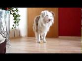 Trick Paws 09 - Hunde: Aufräumen/Gegenstand auf einem Target ablegen