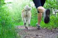 Your Dog Can Be Your Best Training Partner