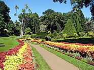 Visit the Botanical Garden in Kandy