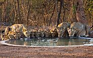 THE GIR FOREST NATIONAL PARK - Hidden India Travelouge