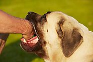 What Is The Role Of Personal Injury Lawyers In A Dog Bite Claim?