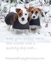 Best winter coats for dogs