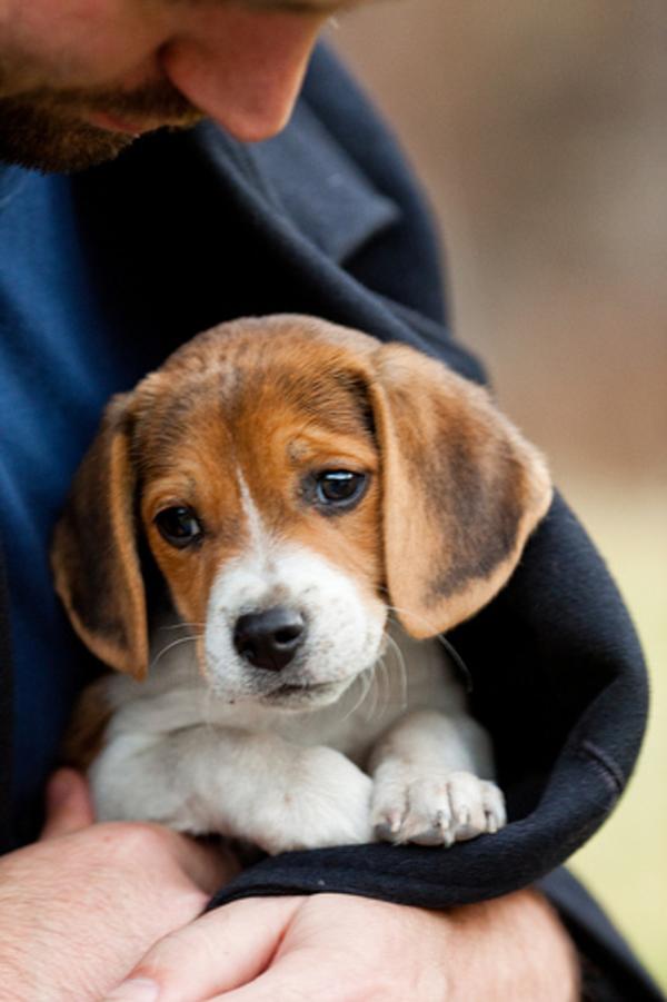 Best Winter Coats For Dogs A Listly List