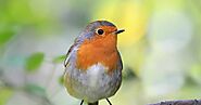Fore! More Birding, Fewer Invasive Weeds - Birds Lovers
