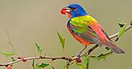 Louisiana Announces First-Ever Climate Goals - Birds Lovers